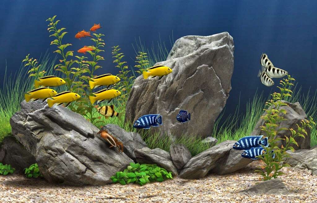 Tim Jones Aquarium and Pond Service | 14774 Hardaway Dr, La Mirada, CA 90638 | Phone: (562) 237-2198