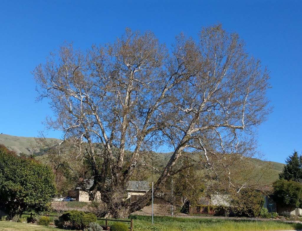 The Big Tree | 46644 Rancho Higuera Rd, Fremont, CA 94539