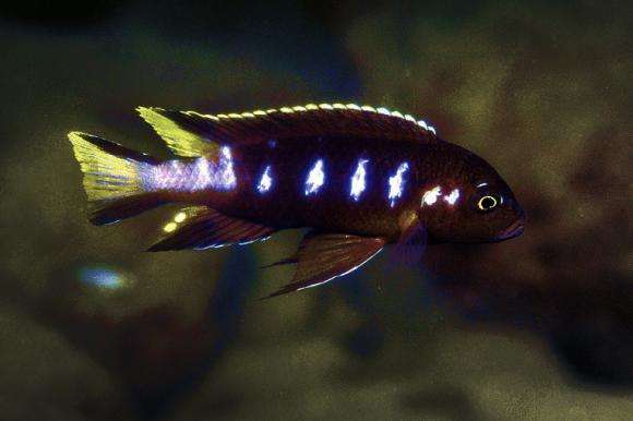 African Cichlid Exchange | 6030, Suite C, San Diego, CA 92124, USA | Phone: (609) 290-0810