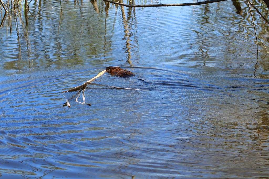 McKee Marsh at Blackwell Forest Peserve | Mack Rd, Warrenville, IL 60555