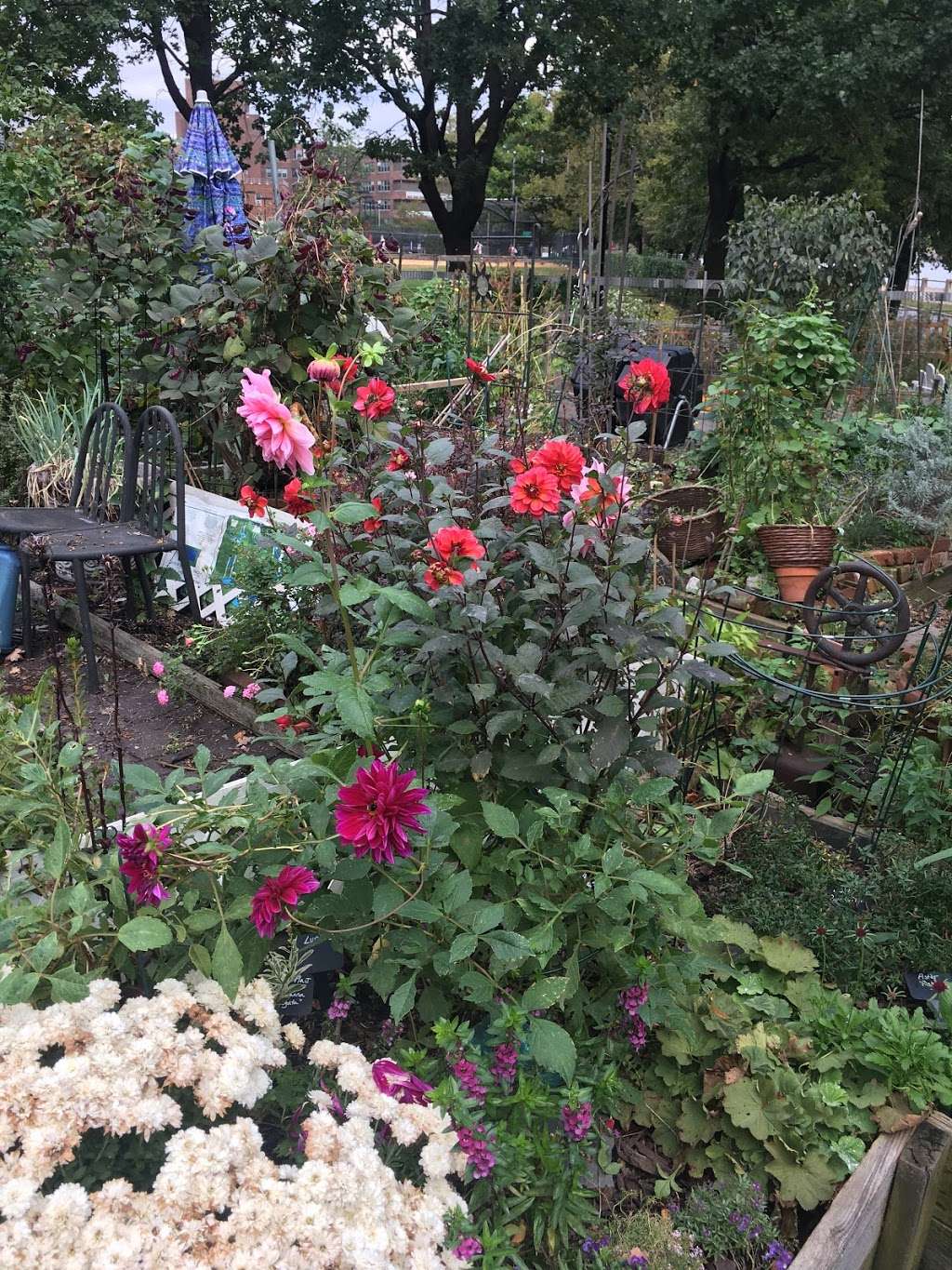 Roosevelt Island Garden Club | Main St, New York, NY 10044, USA