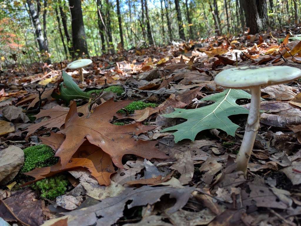 Allocco Park | Holmdel, NJ 07733, USA