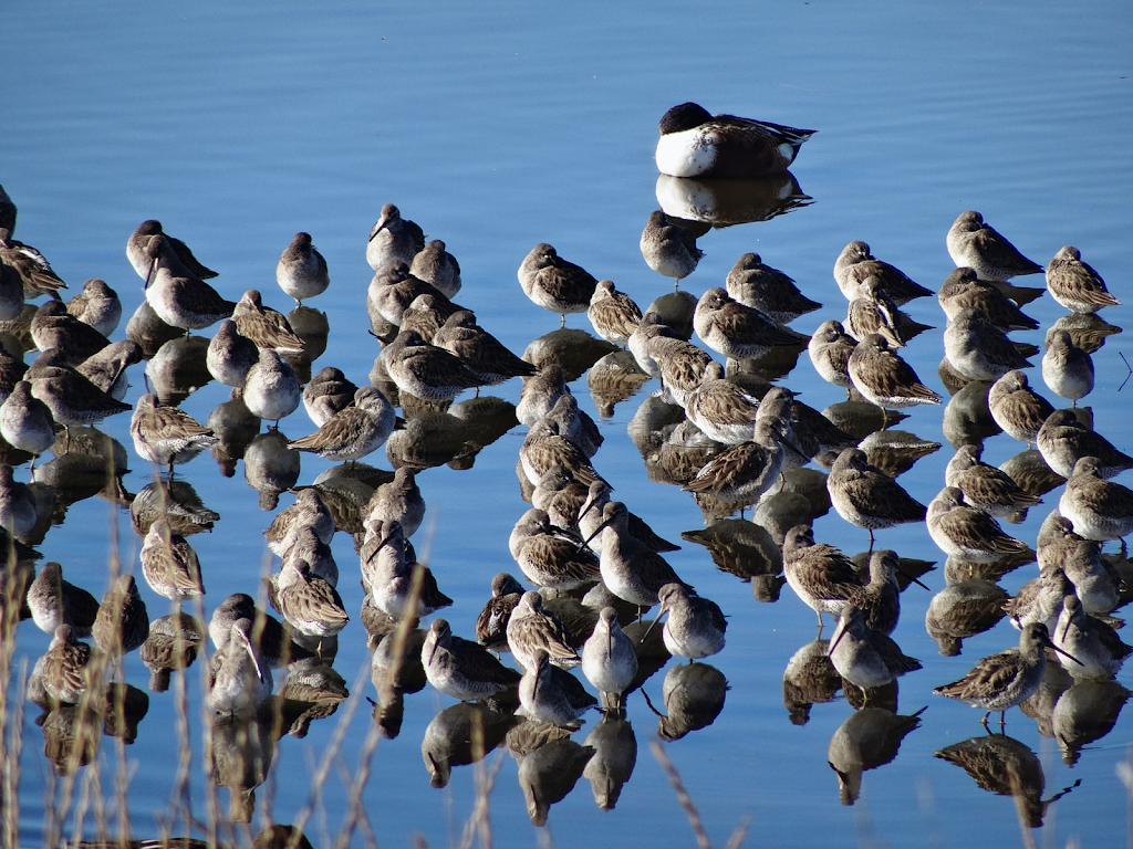 Baylands Nature Preserve Ranger Station | 2500 Embarcadero Rd, Palo Alto, CA 94303 | Phone: (650) 617-3156