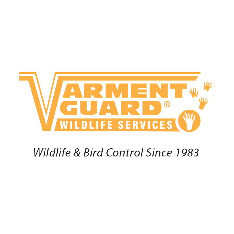 Varment Guard Wildlife Services | 7360 Ohms Ln, Edina, MN 55439, USA | Phone: (866) 906-1787