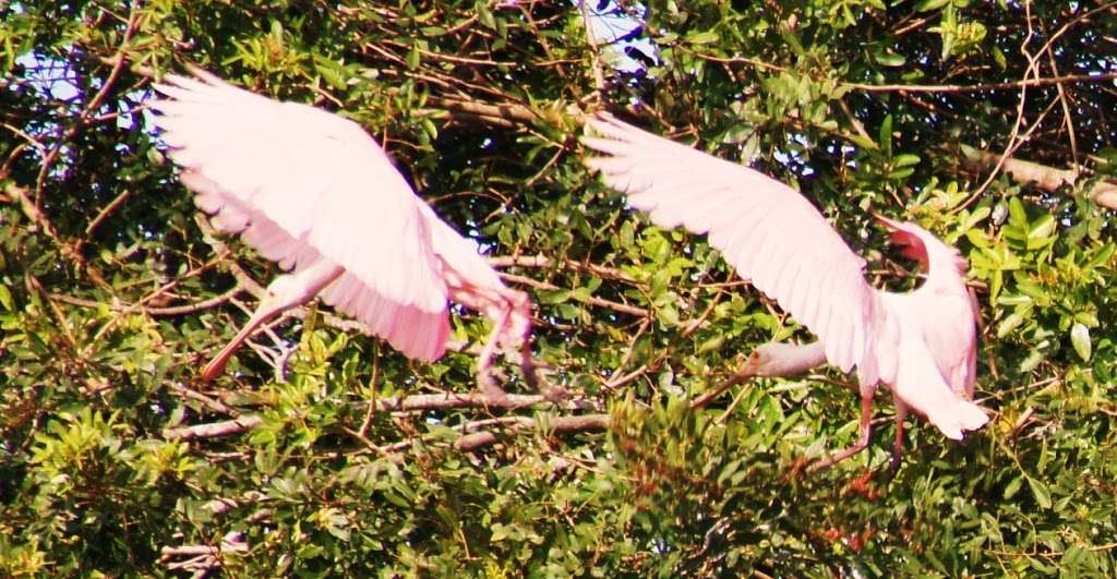 Airboat Rides Melbourne/Palm Bay | Three Forks Conservation Area 4010, W Malabar Rd, West Melbourne, FL 32904, USA | Phone: (321) 288-3997