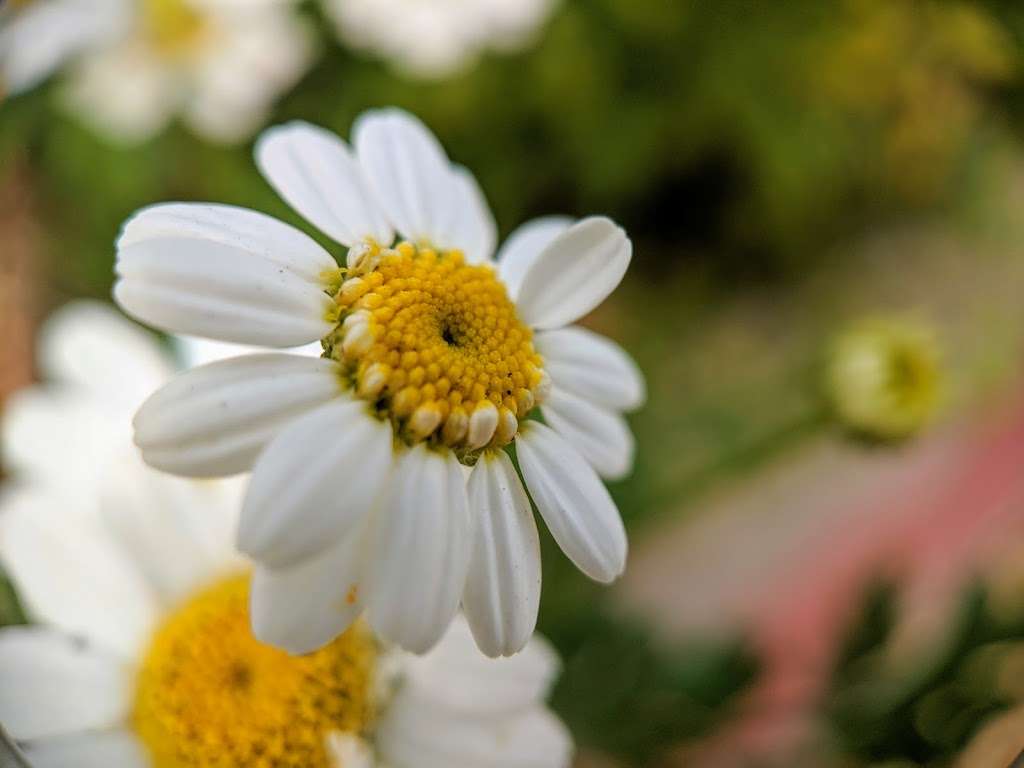 Bay Eagle Community GARDEN | Eagle Ave & Bay St, Alameda, CA 94501, USA