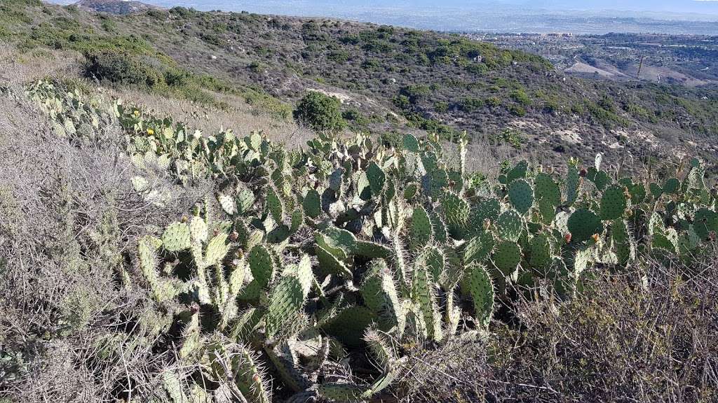 Aliso and Woods Canyon Wilderness Park | W Ridge, Laguna Beach, CA 92651, USA