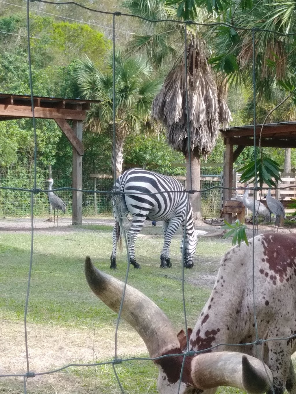 Wild Florida Airboats & Gator Park | 3301 Lake Cypress Rd, Kenansville, FL 34739, USA | Phone: (407) 957-3135