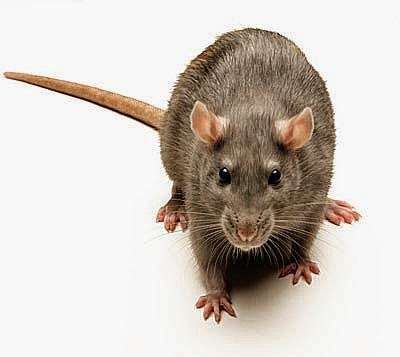 London Pest Solutions | 87 N End Rd, London NW11 7RL, UK | Phone: 020 8226 5777