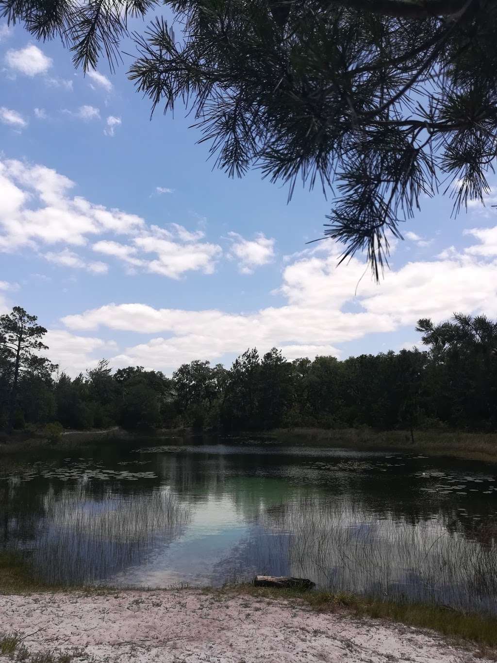 Hidden Pond | Juniper Springs Recreation Area, Florida 40, Silver Springs, FL, Astor, FL 32102, USA