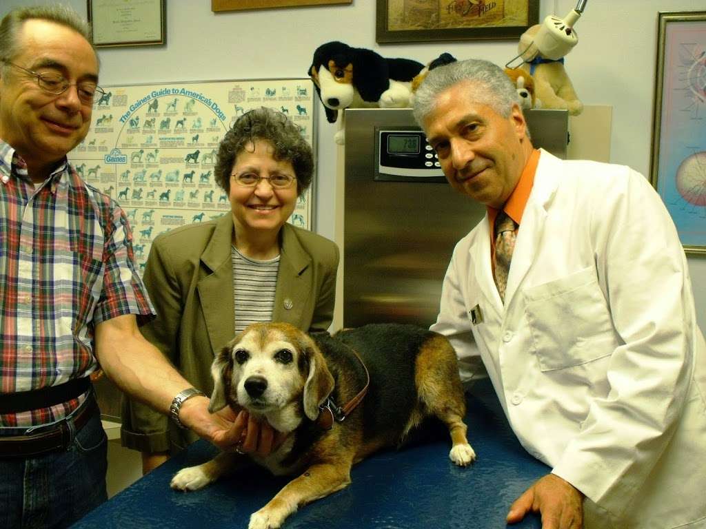 All Pets Dental Care & Oral Surgery | 3180 PA-940, Mt Pocono, PA 18344, USA | Phone: (570) 839-1922