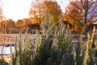 Culver City Community Gardens | 10866 Culver Blvd, Culver City, CA 90230