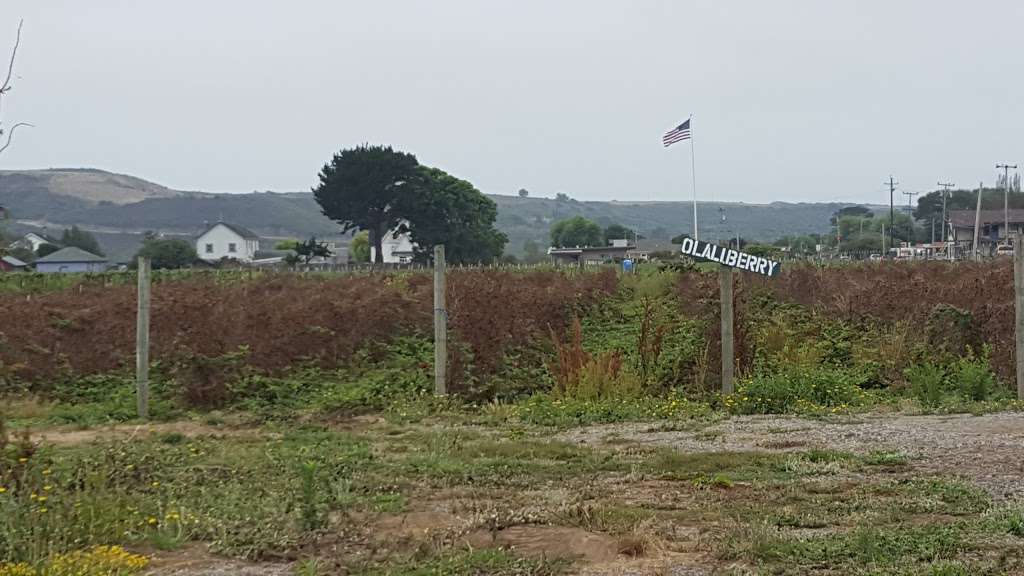 R & R Herbs | 2310 Pescadero Creek Rd, Pescadero, CA 94060, USA | Phone: (650) 954-0055