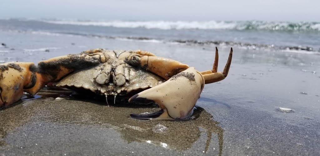 Drakes Beach | Point Reyes National Seashore, Point Reyes Station, CA 94956, USA