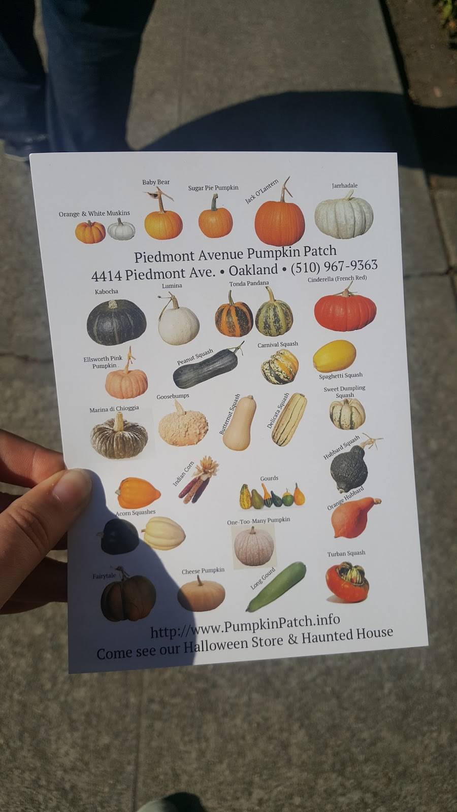 Piedmont Avenue Pumpkin Patch | 4414 Piedmont Ave, Oakland, CA 94611, USA | Phone: (510) 967-9363