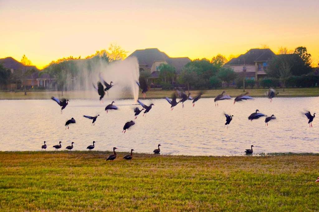 Long Meadow Farms pool | 21018 Long Meadow Farms Pkwy, Richmond, TX 77406, USA