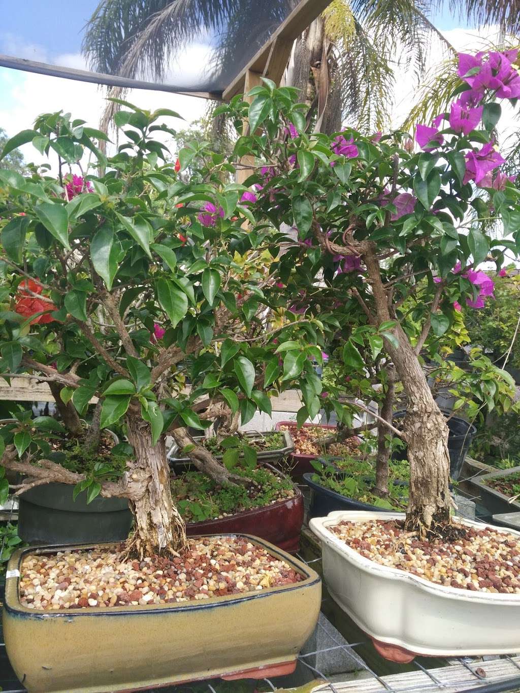 Elemental Bonsai & Tea Garden | 1440 Neptune Rd, Kissimmee, FL 34744, USA | Phone: (407) 925-3079