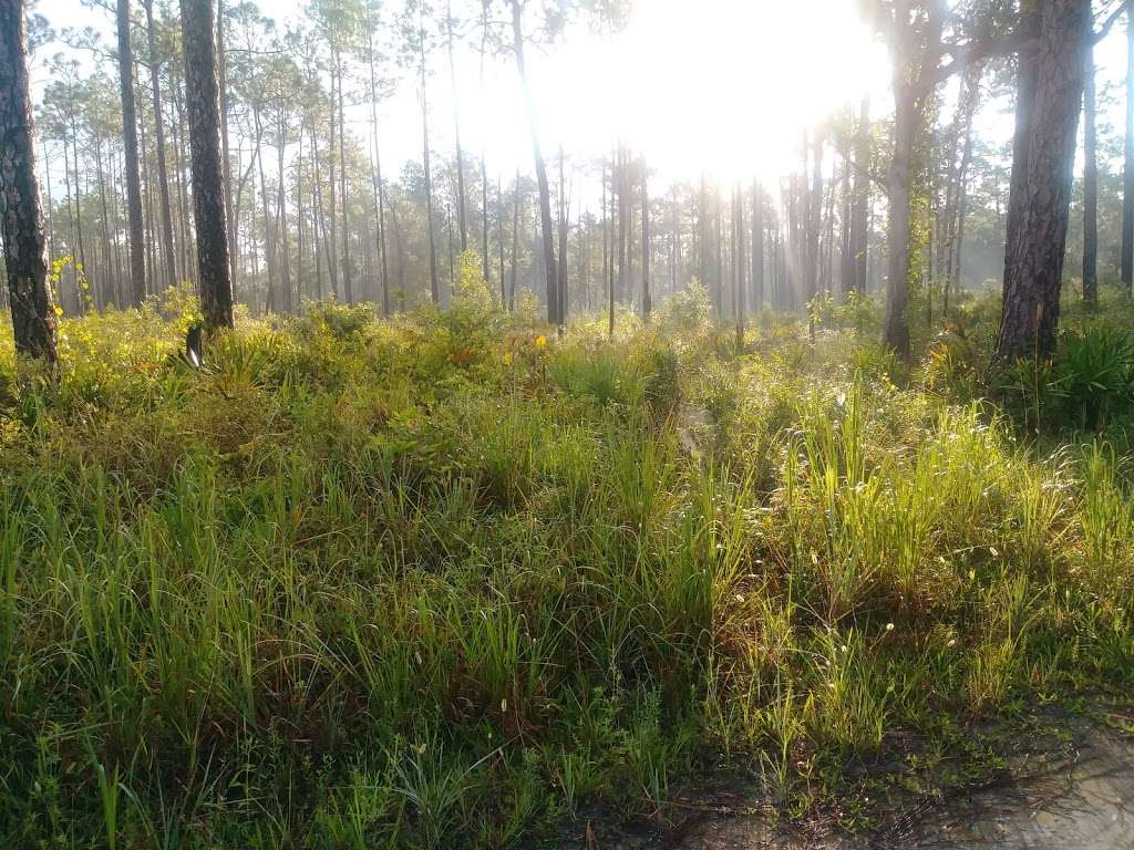 Green Swamp Wilderness Preserve - West Tract | Dade City, FL 33525, USA | Phone: (352) 796-7211