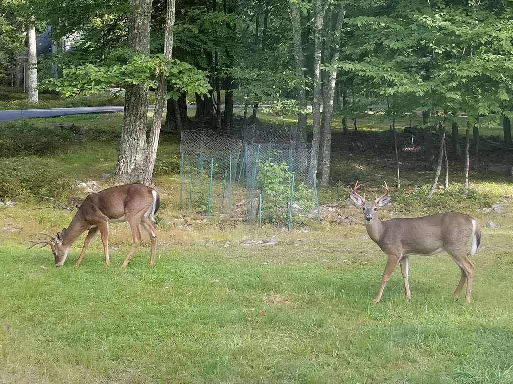 Fawn Lake Clubhouse | 113 Center Trail, Hawley, PA 18428, USA | Phone: (570) 685-1029