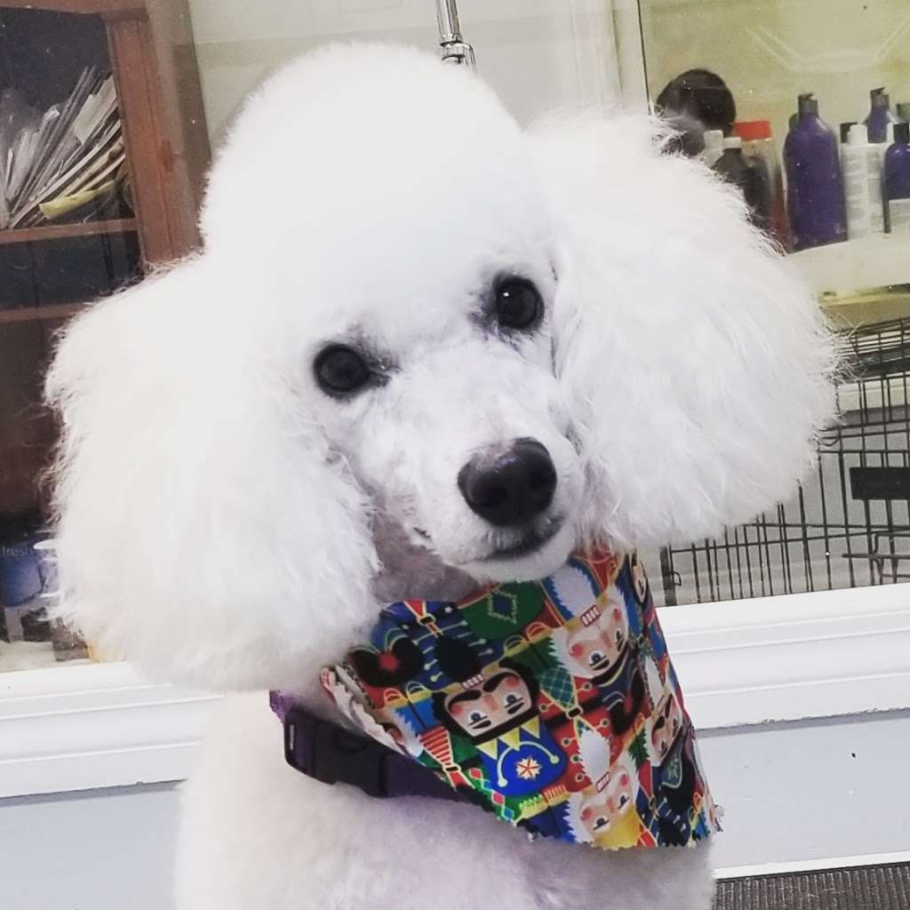 Super Cute Grooming | 1906 E Osceola Pkwy, Kissimmee, FL 34743 | Phone: (407) 350-4747