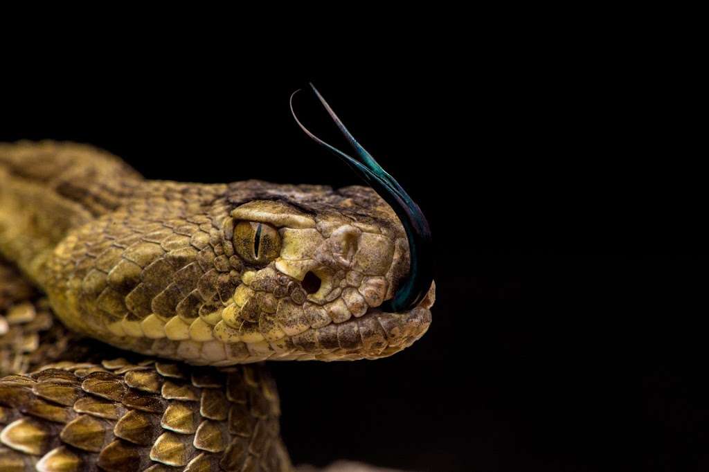 Arizona Snake Removal | 4349 W Shangri-la Rd, Glendale, AZ 85304, USA | Phone: (914) 441-0065