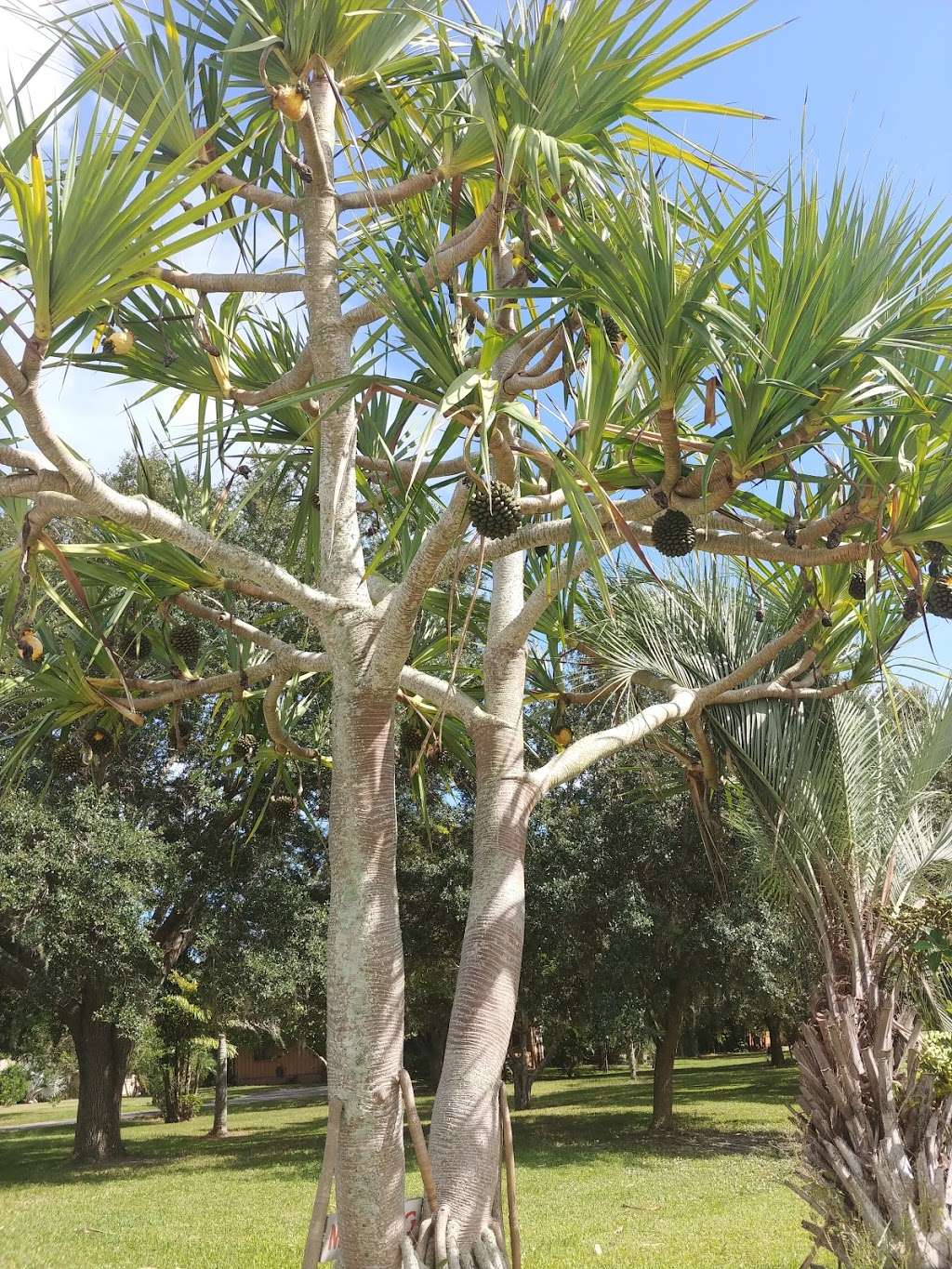 Cherokee Gardens LLC | 305 W Crisafulli Rd, Merritt Island, FL 32953, USA | Phone: (321) 449-9000