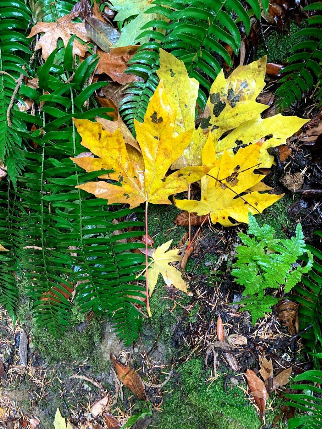 Castle Rock state park parking | Castle Rock Trail, Saratoga, CA 95070, USA