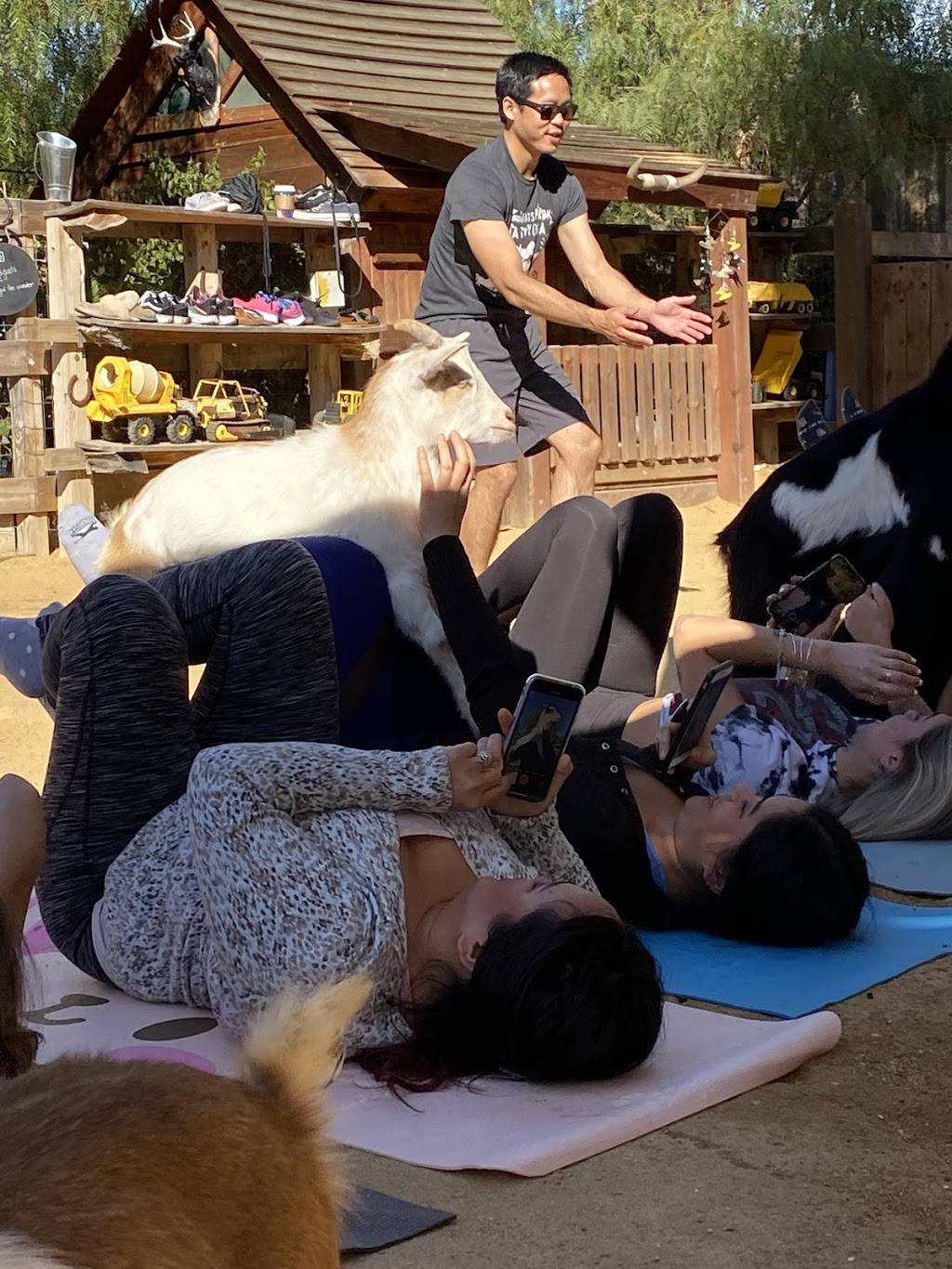 Oc goat yoga | 29458 Trabuco Creek Rd, San Juan Capistrano, CA 92675, USA | Phone: (949) 212-4357