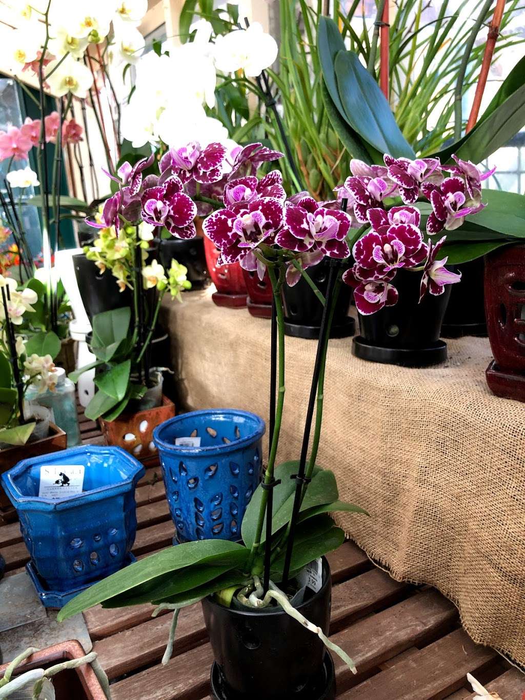 Sloat Garden Center | 828 Diablo Rd, Danville, CA 94526 | Phone: (925) 743-0288