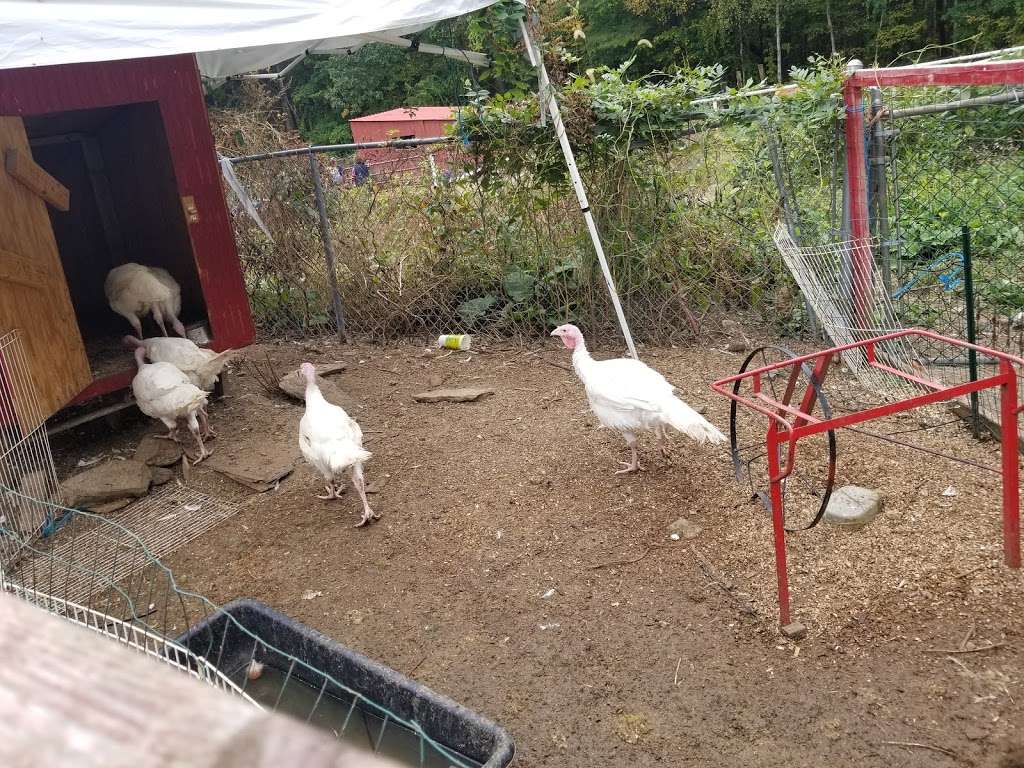 Carriage Shack Farm | 5 Dan Hill Rd, Londonderry, NH 03053, USA | Phone: (603) 716-0629