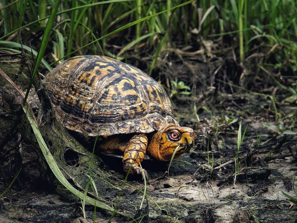 Rock Hill Blackjacks Heritage Preserve/Wildlife Management Area | Rock Hill, SC 29730 | Phone: (803) 734-3886