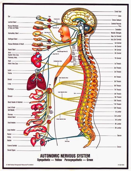 Elite Wellness Chiropractic | 12101 Bee Cave Rd Suite 5B, Bee Cave, TX 78738, USA | Phone: (512) 297-2288