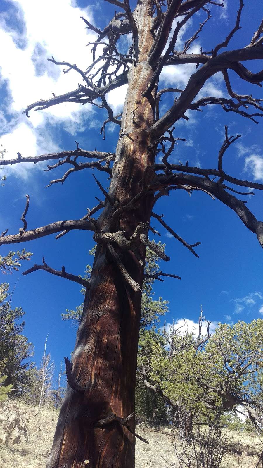 Ute Creek Trailhead | 9814 Tarryall Rd, Jefferson, CO 80456, USA