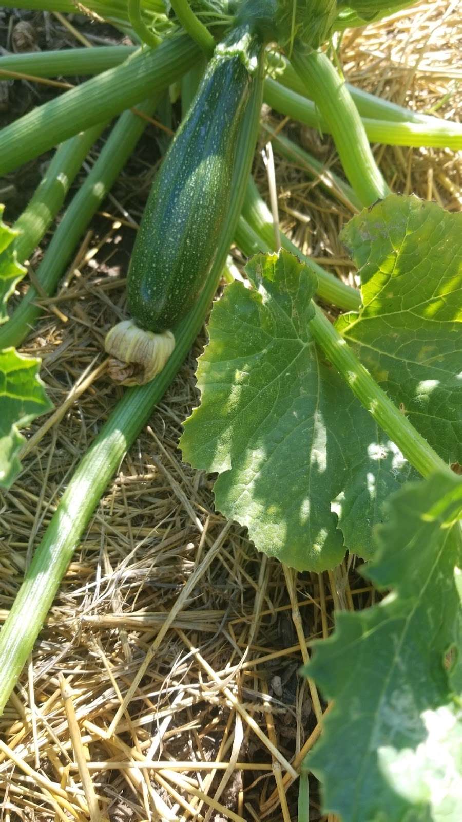 Pacific Electric Community Garden | 399-301 Harwood Pl, Santa Ana, CA 92701