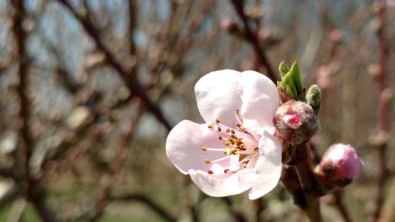 Brecknock Orchard | 390 Orchard Rd, Mohnton, PA 19540, USA | Phone: (717) 445-5704 Brecknock Orchard | 390 Orchard Rd, Mohnton, PA 19540, USA | Phone: (717) 445-5704