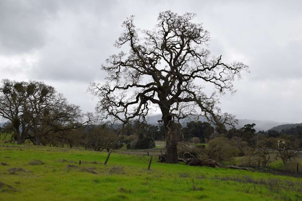 Stanford Dish Trail Parking | 1-7 Piers Ln, Portola Valley, CA 94028, USA