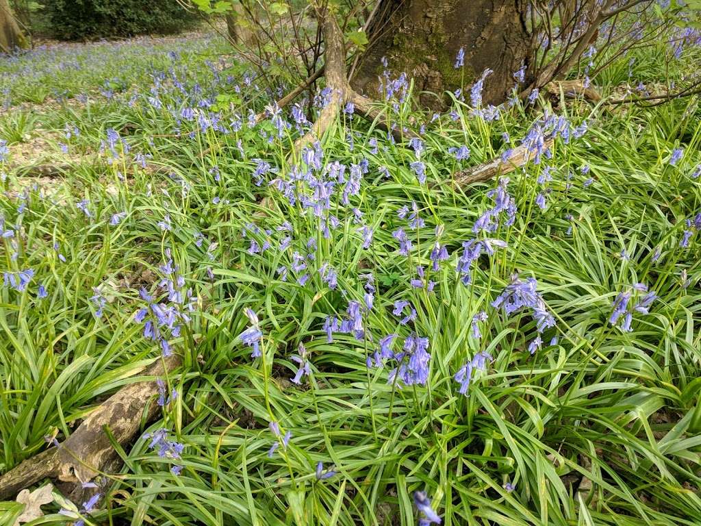 Rushy Mead Nature Reserve | Bishops Stortford CM22 7QJ, UK