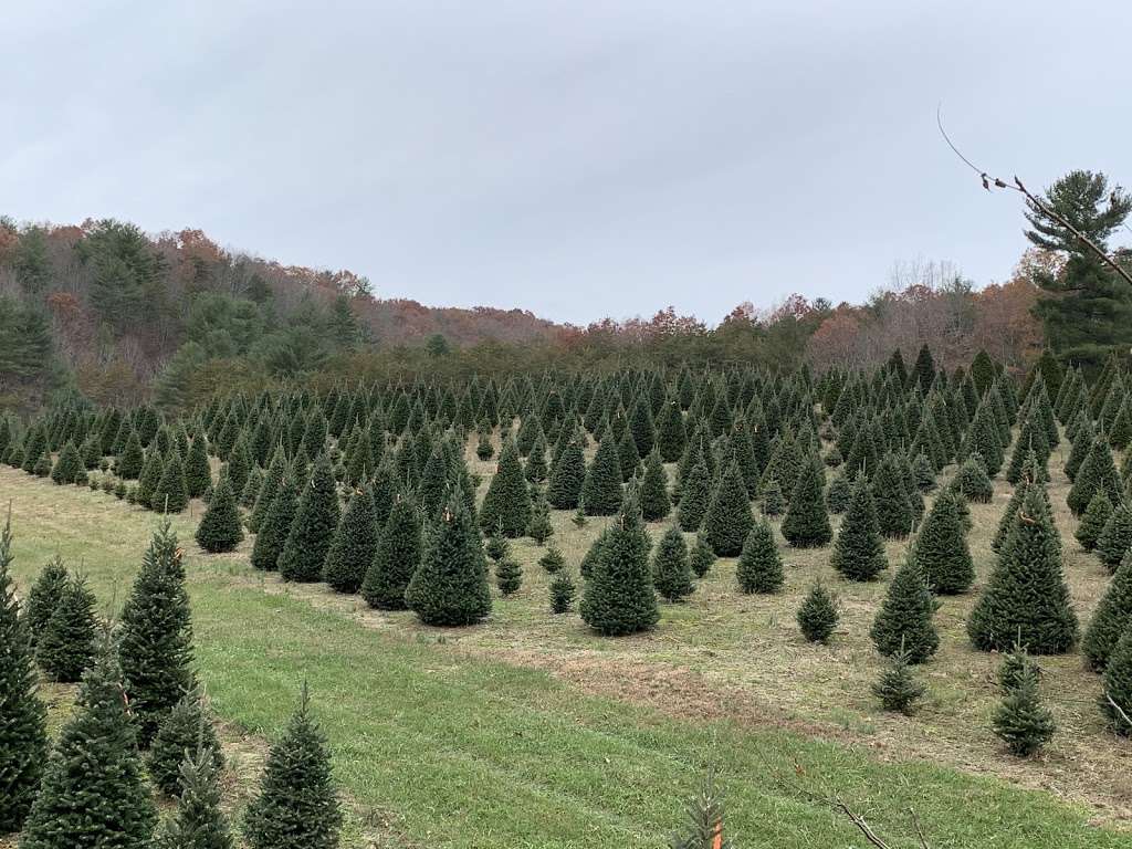 Whispering Pines Christmas Tree Farm | 17451 Richmond Turnpike, Milford, VA 22514, USA | Phone: (804) 761-4993