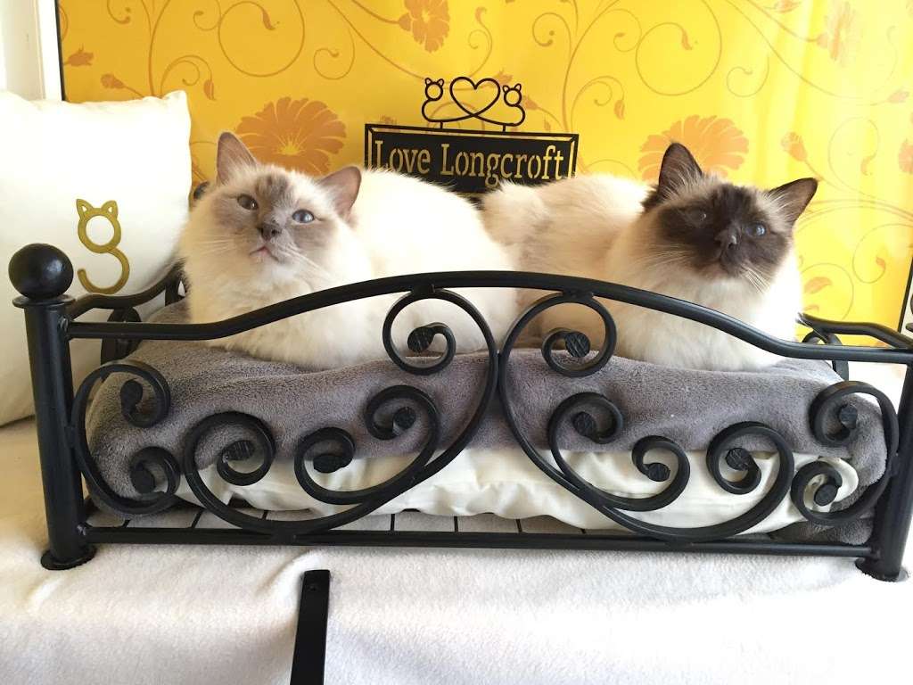 Longcroft Luxury Cat Hotel Romford | 35 Hamlet Rd, Romford RM5 2DS, UK | Phone: 01708 306000