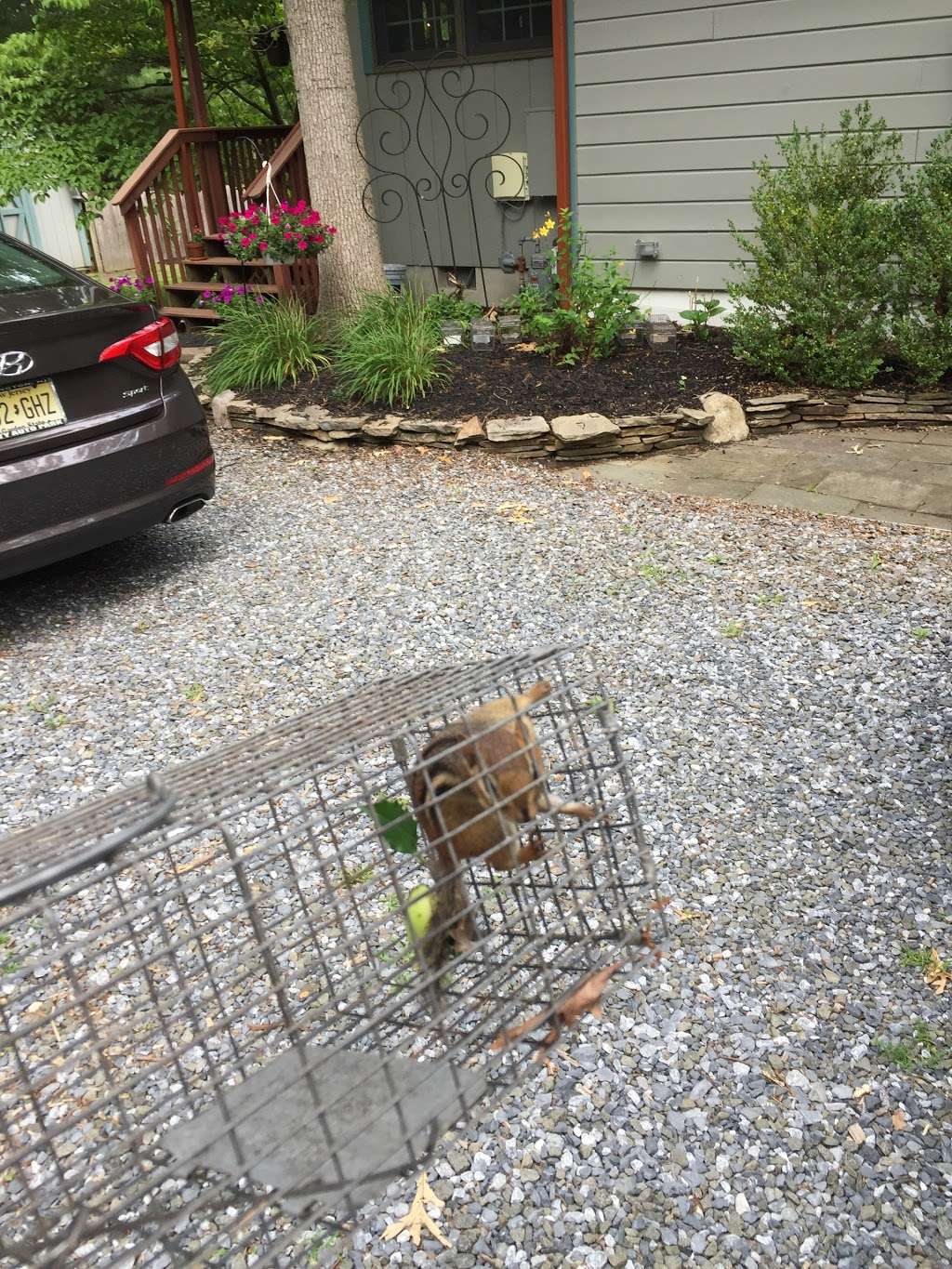 A Bad Critter Raccoon & Squirrel Removal | 2324 Atco Ave, Atco, NJ 08004, USA | Phone: (609) 374-6794