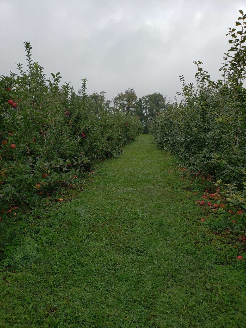 Hamilton Family Orchards | 7786 Steinsburg Rd, Coopersburg, PA 18036, USA | Phone: (610) 967-6135
