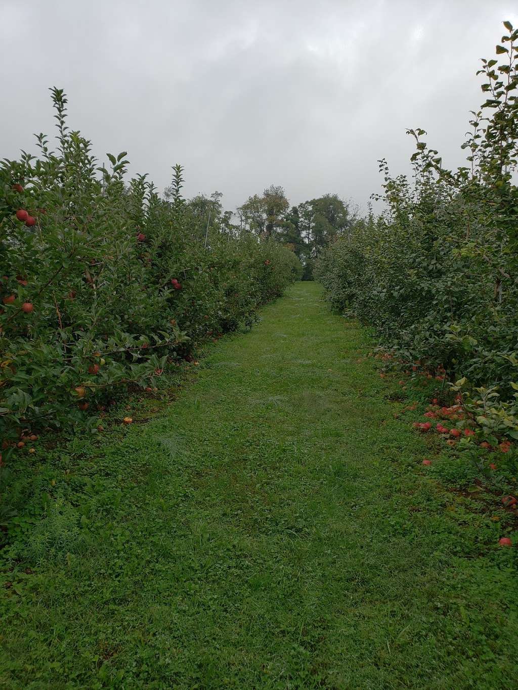 Hamilton Family Orchards | 7786 Steinsburg Rd, Coopersburg, PA 18036 | Phone: (610) 967-6135