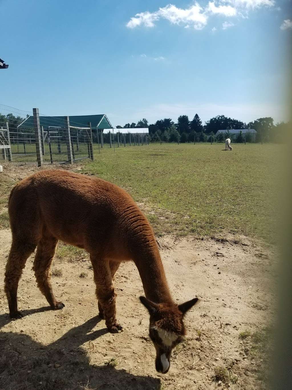 Arrow Acres alpaca farm | 2011 Bentz Rd, Wall Township, NJ 07719 | Phone: (732) 861-1385