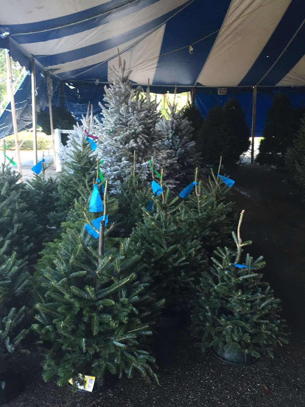 Tree Towne Christmas Trees | 2635 FL-7, Wellington, FL 33414, USA | Phone: (561) 727-4114