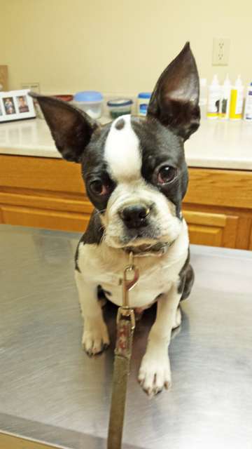 Gettysburg Animal Hospital Inc | 996 Old Harrisburg Rd, Gettysburg, PA 17325, USA | Phone: (717) 334-2177