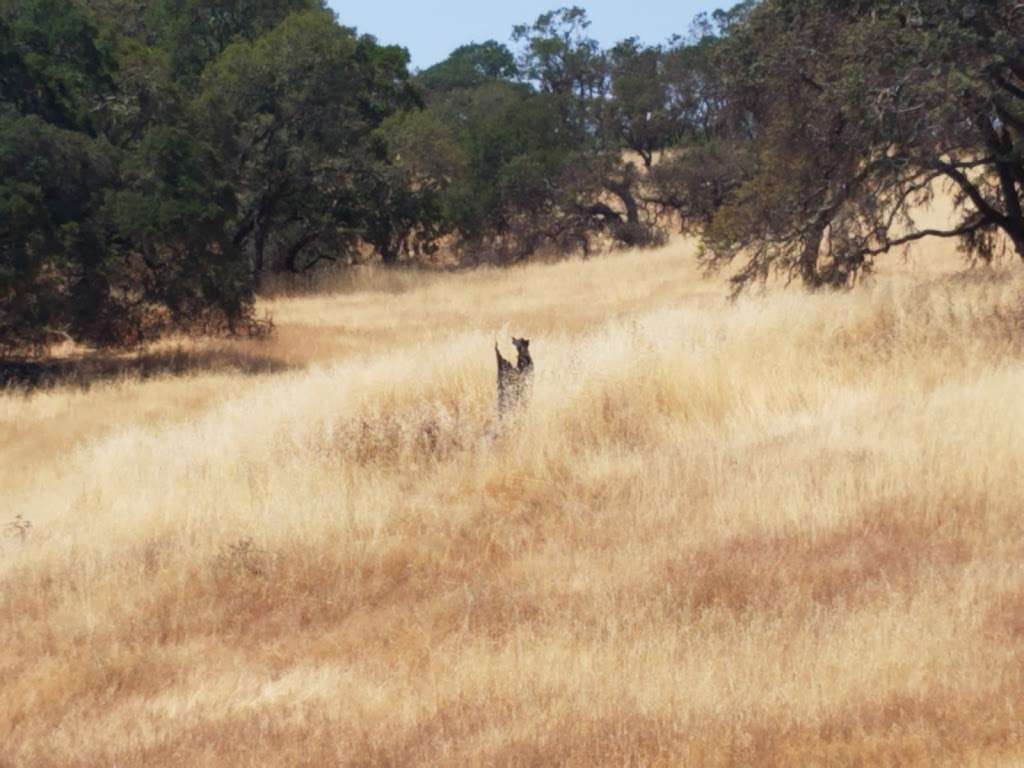 Sonoma Valley Regional Park | 13630 Sonoma Hwy, Glen Ellen, CA 95442, USA | Phone: (707) 539-8092