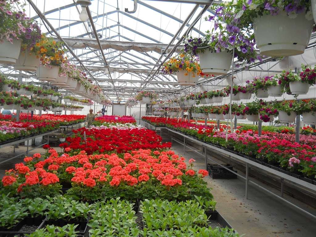 Rays Greenhouse | 458 Morwood Rd, Telford, PA 18969 | Phone: (215) 723-1476