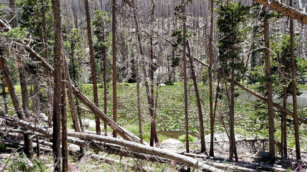 Cub Creek Primitive Campground | Cub Lake Trail, Estes Park, CO 80517, USA | Phone: (970) 586-1206