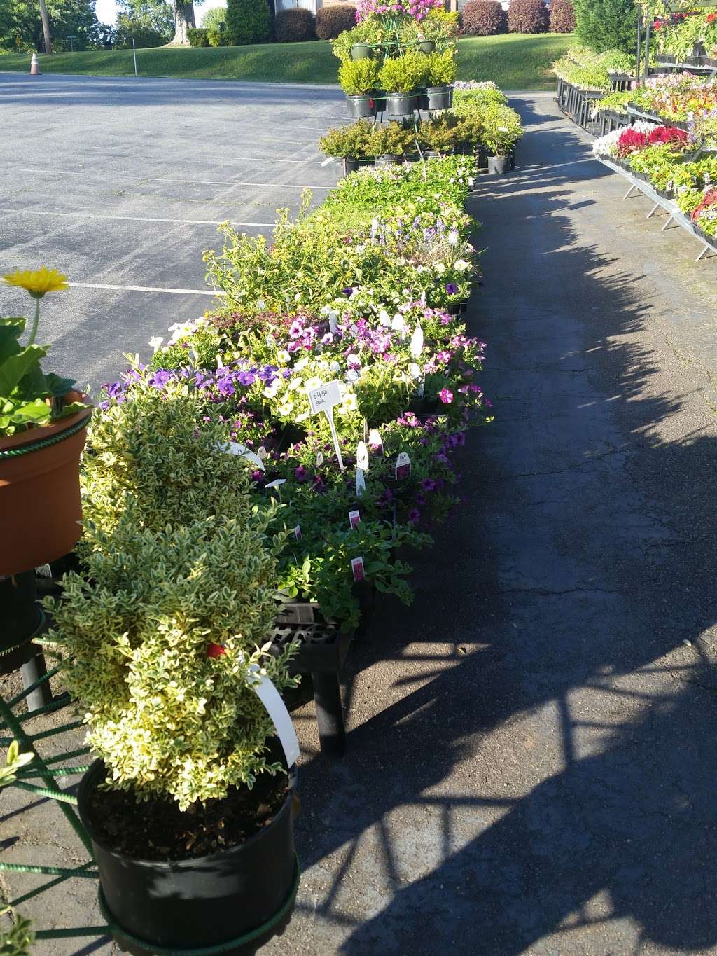 Blooms Garden Center | 1604 NC-16, Conover, NC 28613, USA | Phone: (828) 465-1920