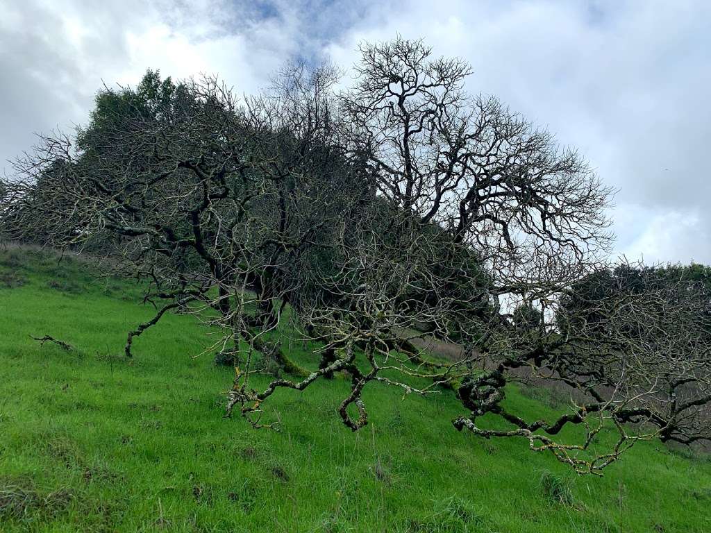 Indian Tree Open Space Preserve | Novato, CA 94947, USA